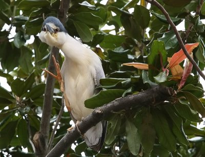 Black Crowned Night Heron