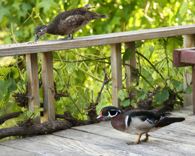 Wood Ducks