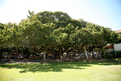 World's Largest Banyan Tree