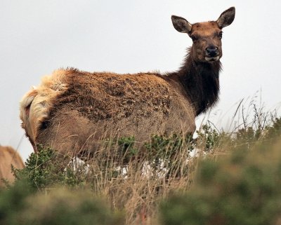 Tule Elk