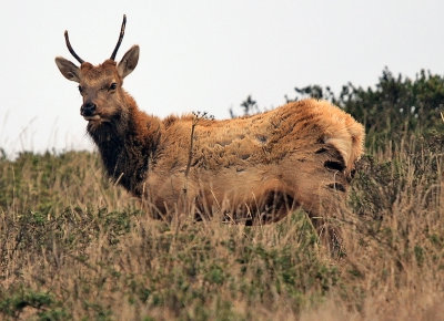 Tule Elk