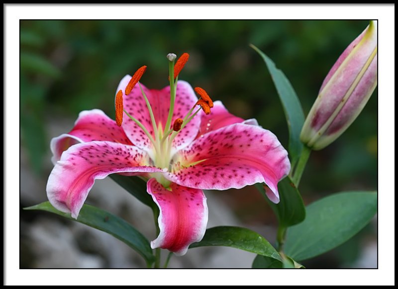 july 17 lily 6