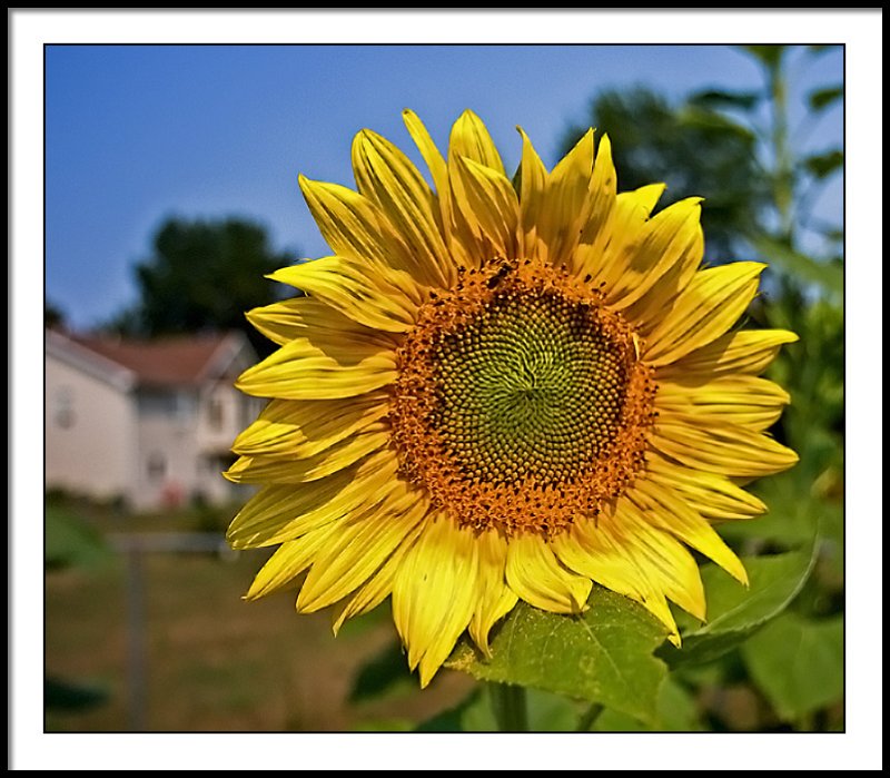 aug 13 sunflower