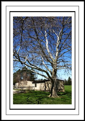 apr 18 birch tree
