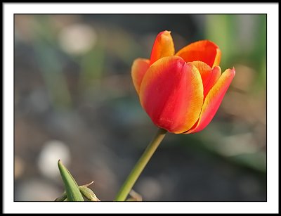 apr 22 red tulip