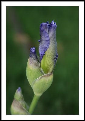 may 21 new iris