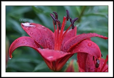 june 11 wet lily