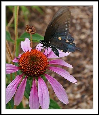 july 17 cone butterfly