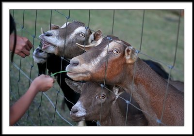 july 23 goats