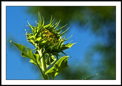 aug 10 sunflower