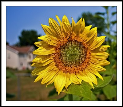 aug 13 sunflower