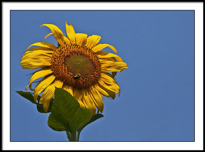 aug 13 sunflower