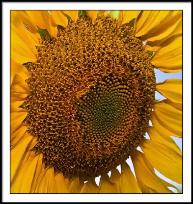 aug 17 sunflower