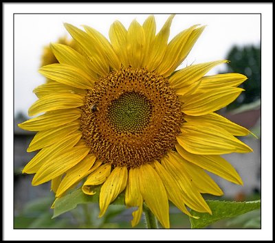 aug 19 sunflower