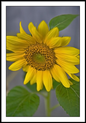 sep 5 sunflower