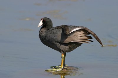 Coot (going)