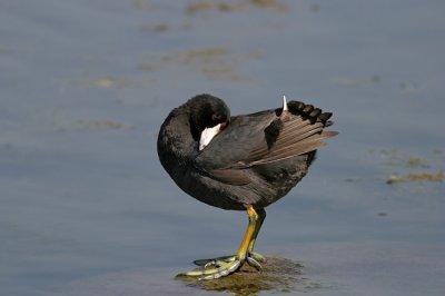 Coot (going...)