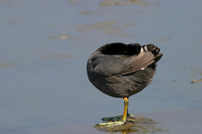 Coot (gone!)
