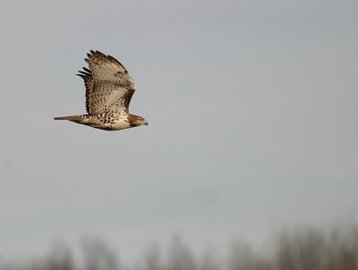 Red-tailed Hawk in flight 2