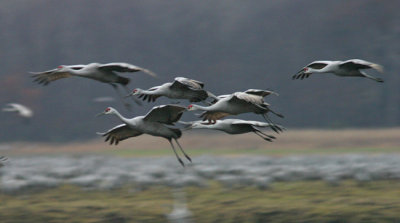 Sandhill Cranes landing at near dark