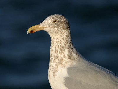 Herring Gull portrait