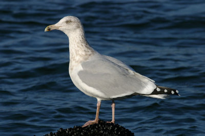 Herring Gull winter adult
