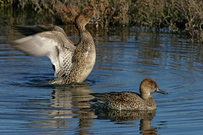 Northern Pintail females