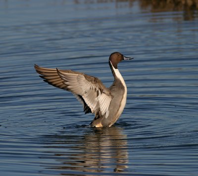 Northern Pintail male flapping
