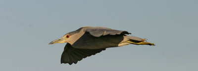 Black-crowned Night-Heron flight
