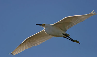 Snowy egret in flight