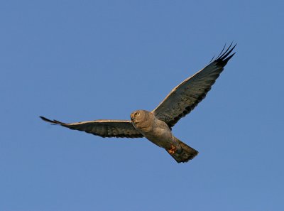 Male Harrier in flight