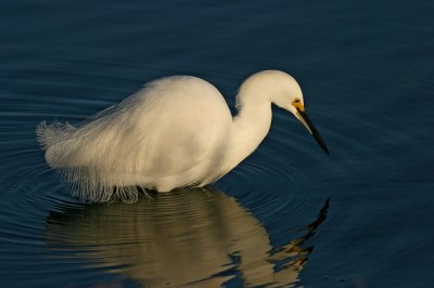 Snowy egret reflection