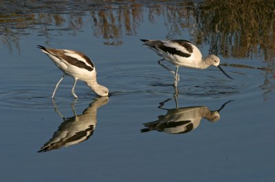 Avocets in reflection