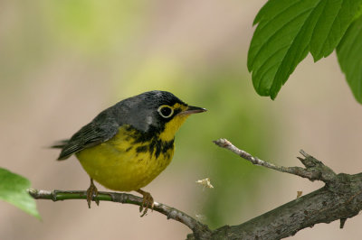 Canada Warbler