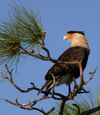 Crested Caracara