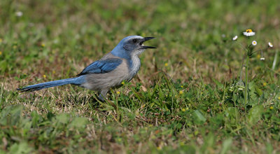 Florida Scrub-Jay