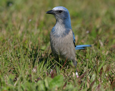 Florida Scrub-Jay