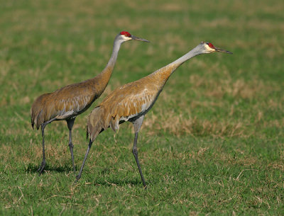 Immature Sandhill Cranes