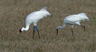 Whooping Cranes