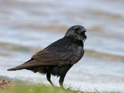 American Crow