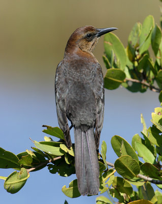 Boat-tailed Grackle (f)