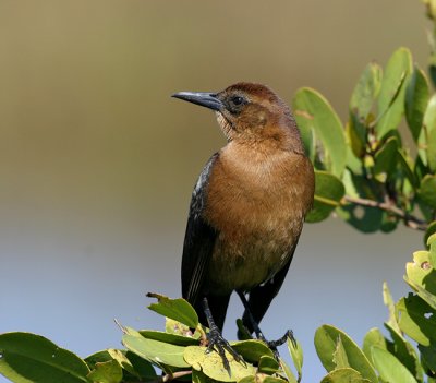 Boat-tailed Grackle (f)2