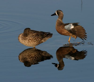 Blue-winged Teal 1