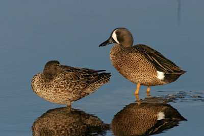 Blue-winged Teal 4