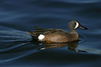 Blue-winged Teal 5