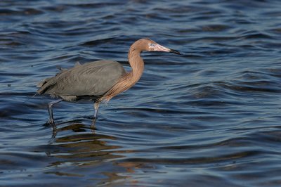 Reddish  Egret2