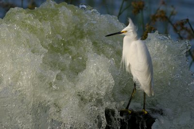 Snowy egret fishing