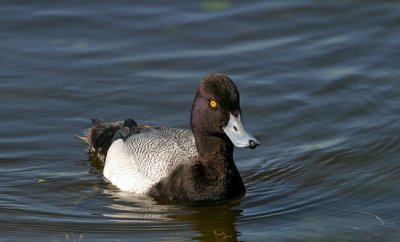 Lesser Scaup2