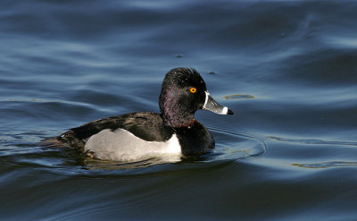 Ring-necked Duck