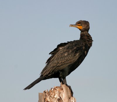 Double-crested Cormorant 2